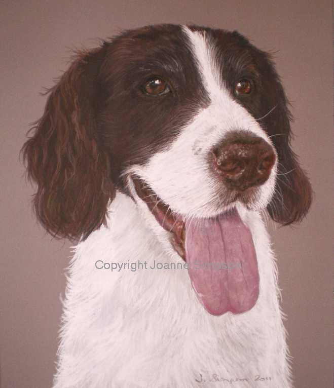 English Springer Spaniel pet portrait by Joanne Simpson.